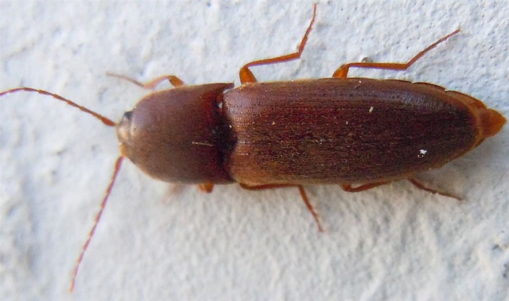Agriotes litigiosus?